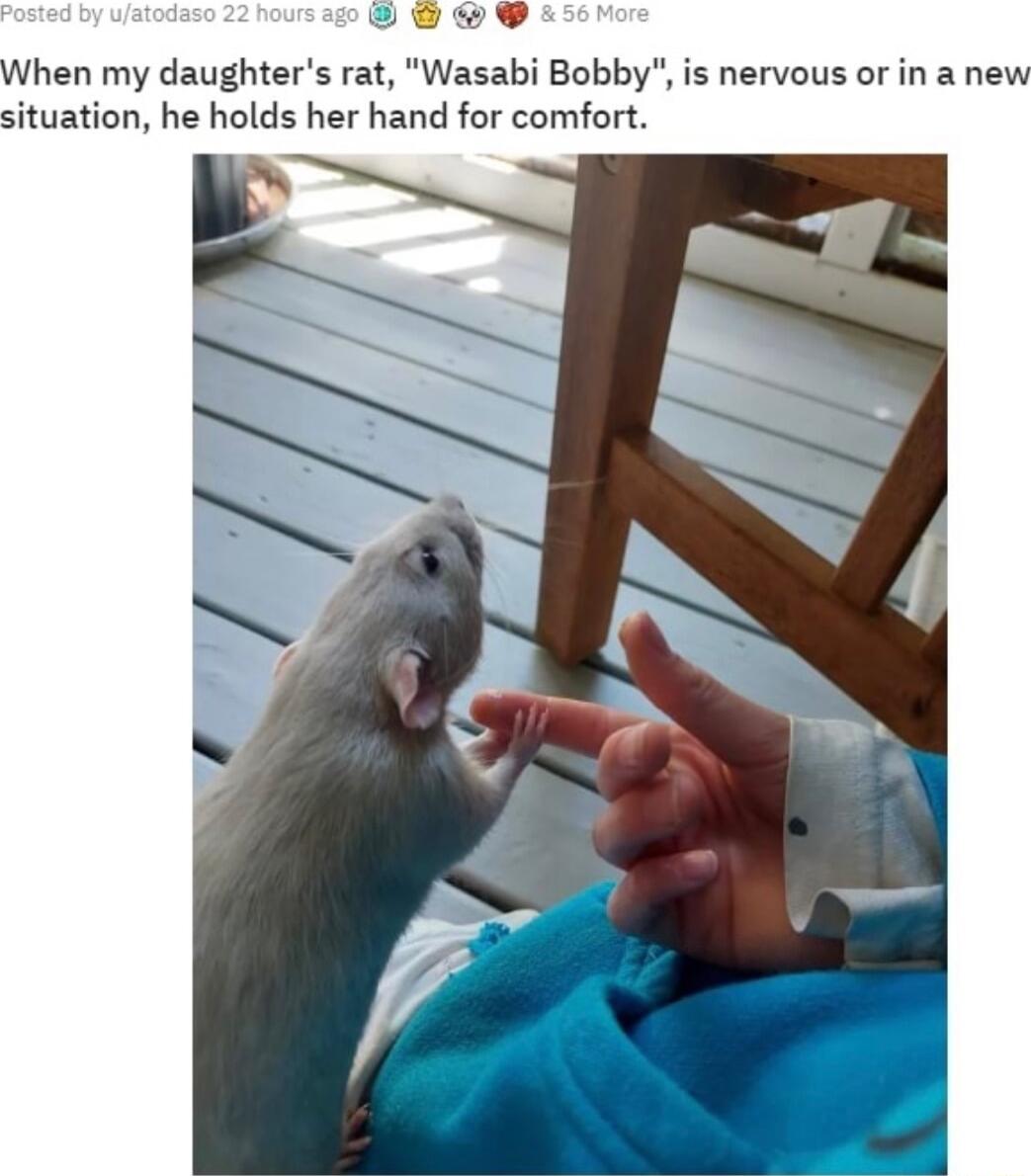 eve When my daughters rat Wasabi Bobby is nervous or in a new situation he holds her hand for comfort