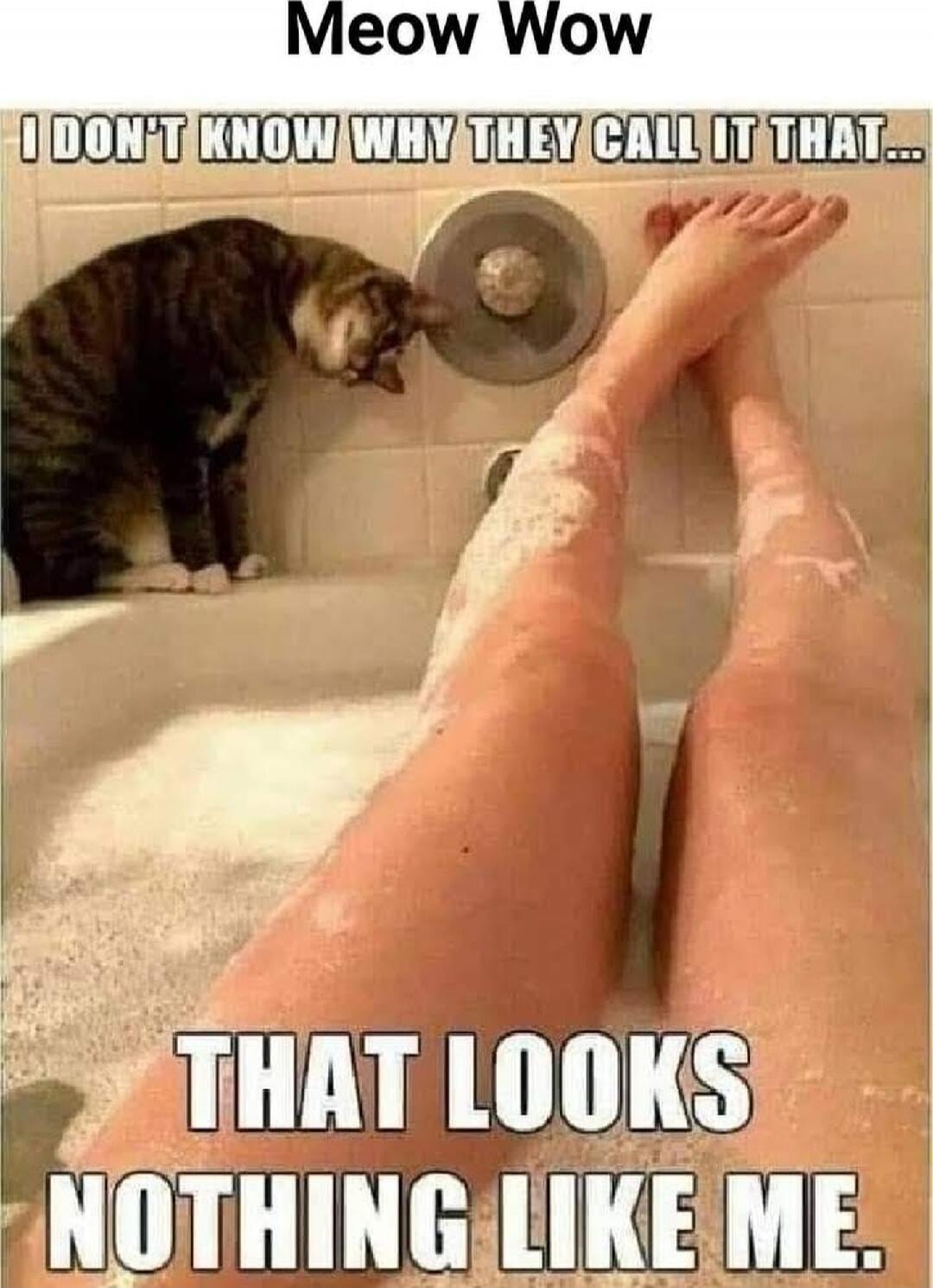 Meow Wow
I DON'T KNOW WHY THEY CALL IT THAT...
THAT LOOKS NOTHING LIKE ME