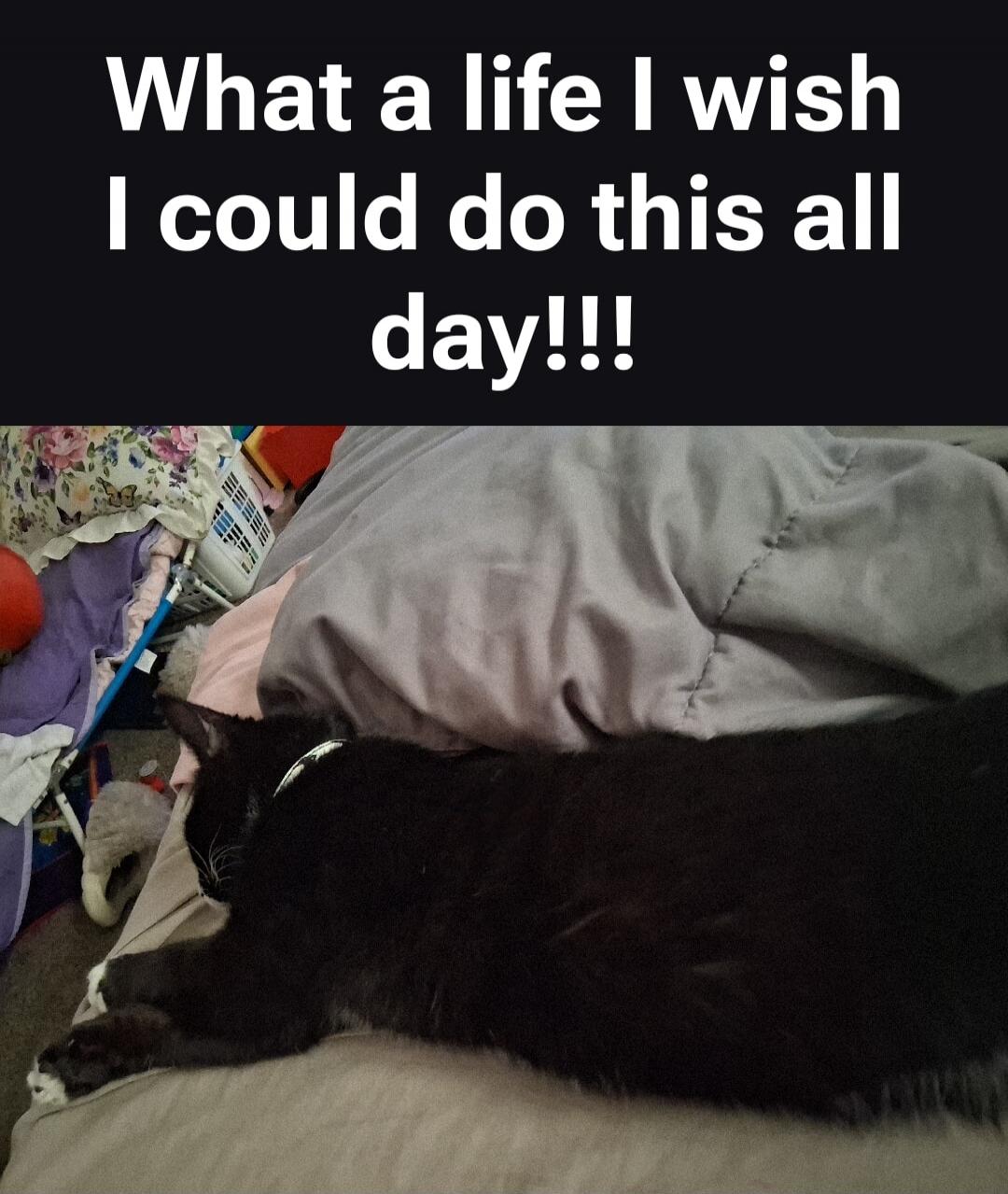 What a life I wish I could do this all day!!!