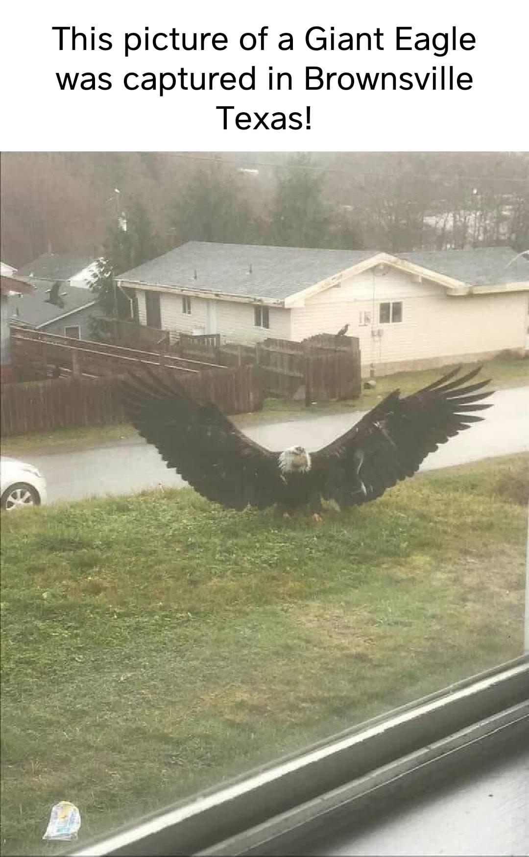 This picture of a Giant Eagle was captured in Brownsville