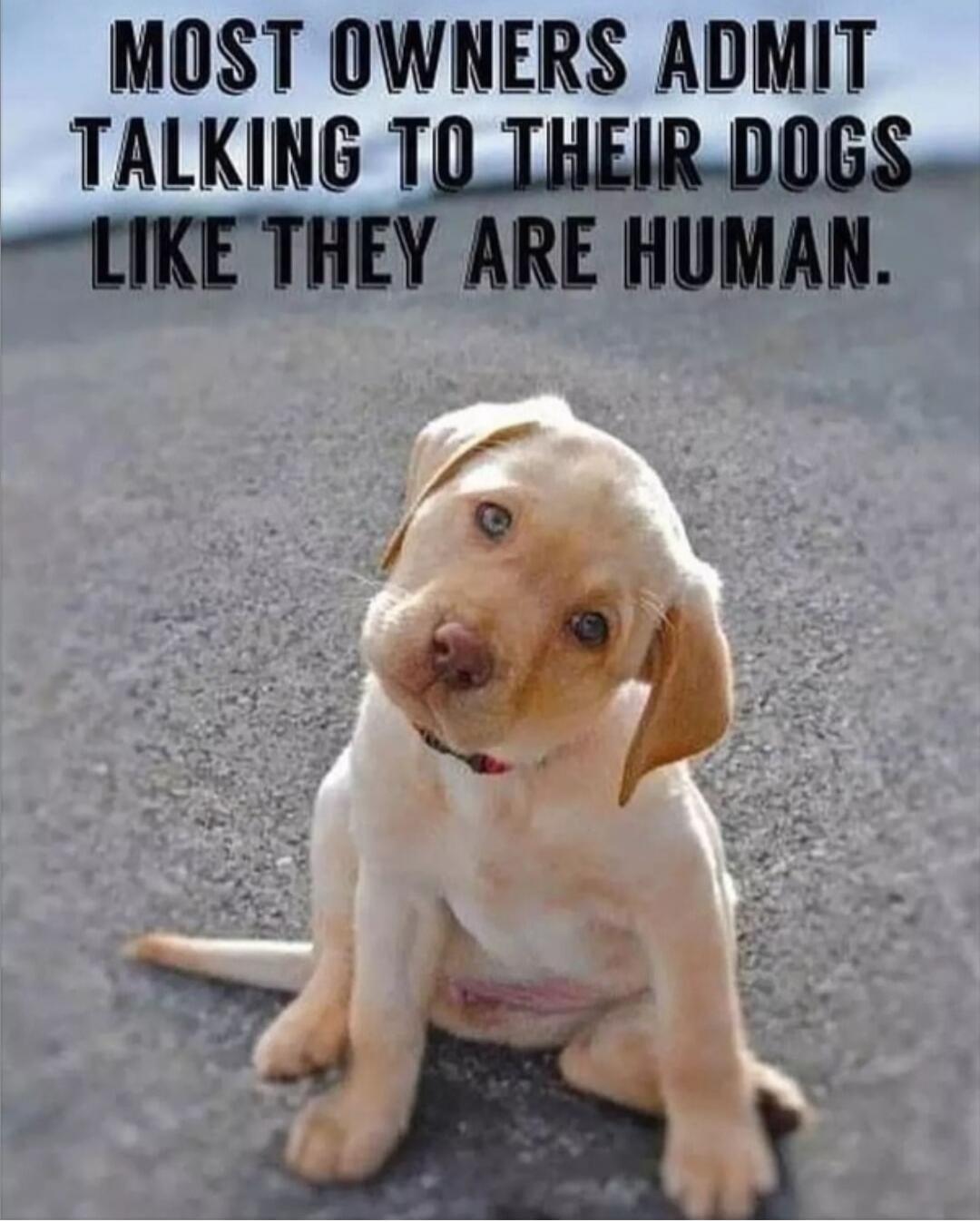 MOST OWNERS ADMIT TALKING TO THEIR DOGS LIKE THEY ARE HUMAN.