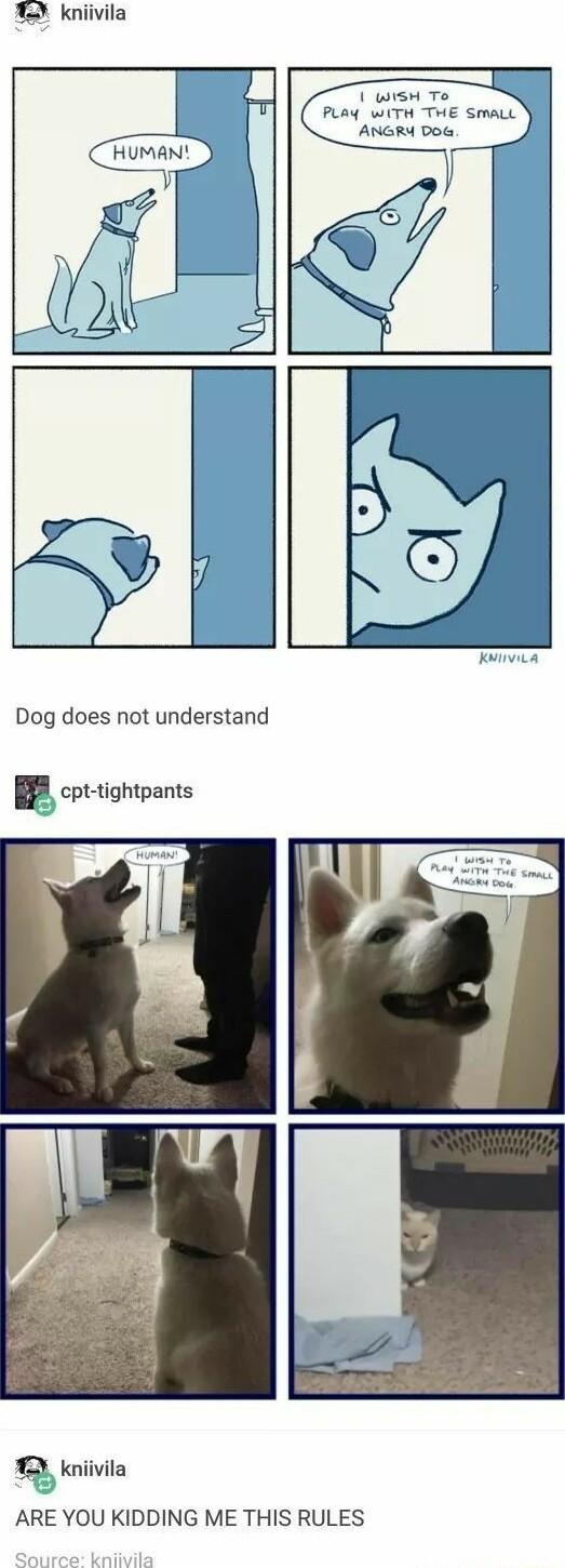 12 kniivila wisH To PLAY wTH THE SmaLL ANGRY Do Dog does not understand 5 cpt tightpants kniivila ARE YOU KIDDING ME THIS RULES