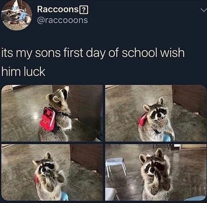 N e 2ETelelol s v wr raccooons its my sons first day of school wish him luck