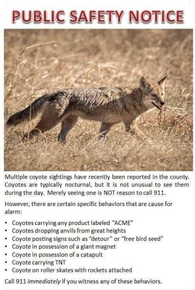 3 P W i 2se AR Multiple coyote sightings have recently been reported in the county Coyotes are typically nocturnal but It is not unusual to see them during the day Merely seeing one is NOT reason tocall 911 However there are certain specific behaviors that are cause for alarm Coyotes carrying any product labeled ACME Coyotes dropping anvils from great heights Coyote posting signs such as detour or