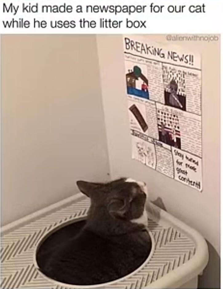 My kid made a newspaper for our cat while he uses the litter box