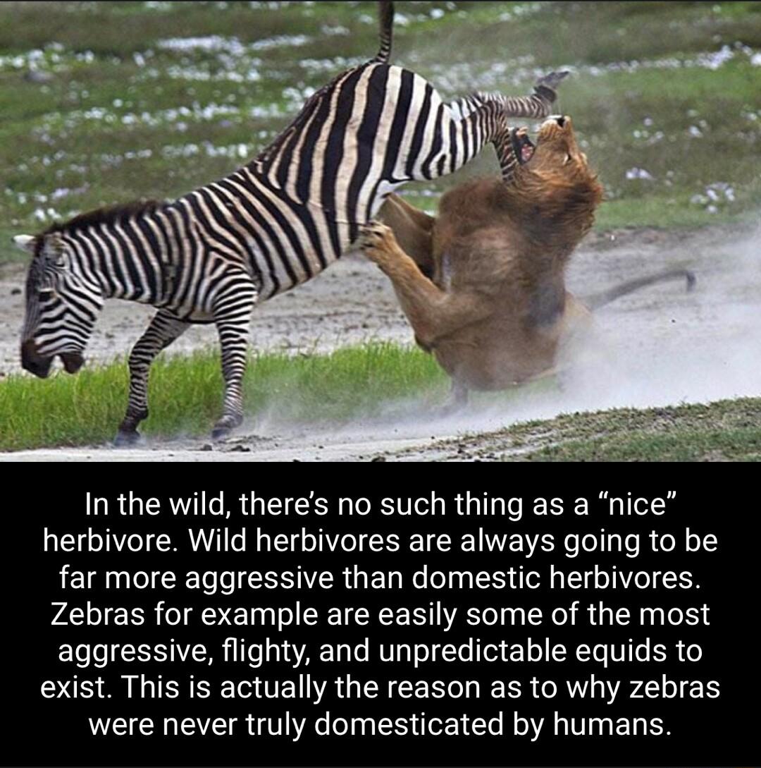In the wild theres no such thing as a nice herbivore Wild herbivores are always going to be far more aggressive than domestic herbivores Zebras for example are easily some of the most aggressive flighty and unpredictable equids to exist This is actually the reason as to why zebras CECHEER VYR TN ST Rl T EL RS