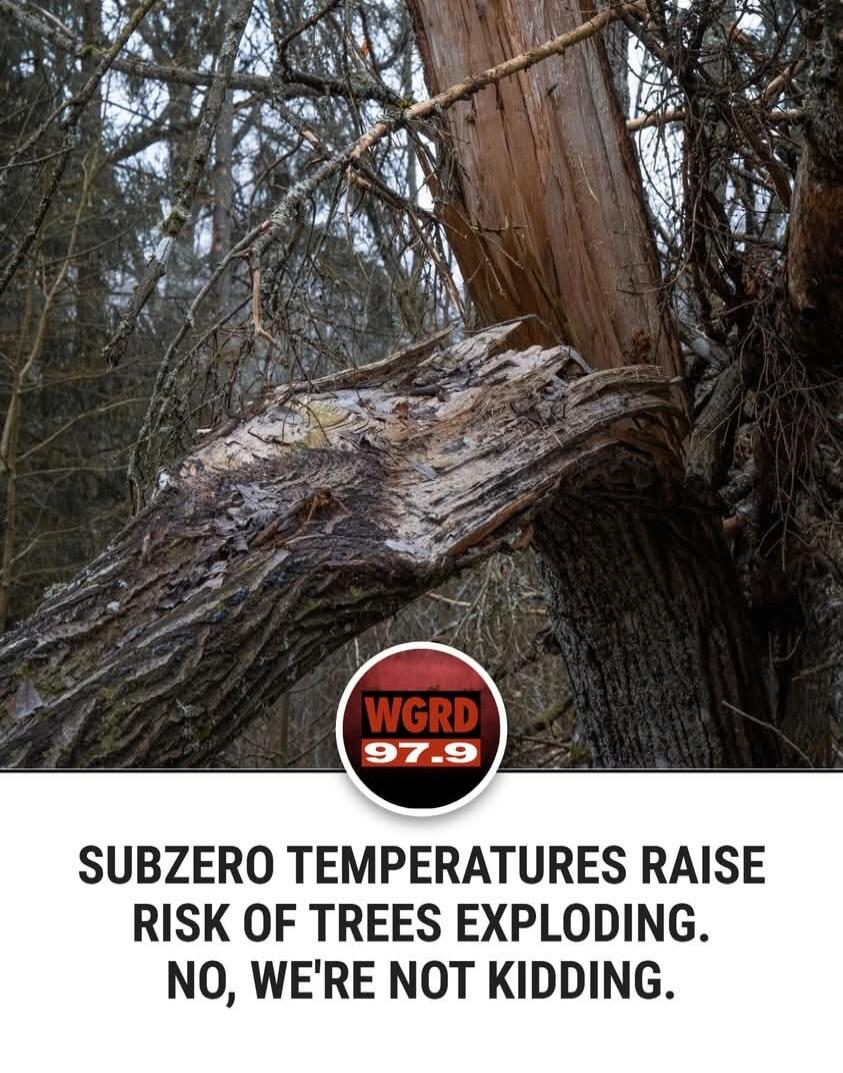 SUBZERO TEMPERATURES RAISE RISK OF TREES EXPLODING. NO, WE'RE NOT KIDDING.