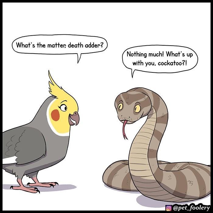 Nothing muchl Whats up i s with you cockatoo 3 3 i 3 i H