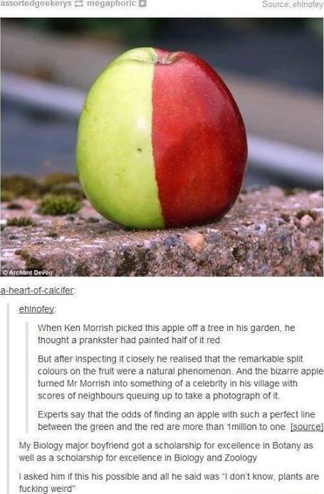 ehinotey When Ken Morrish plcked this apple off a tree in his garden he thought a prankster had painted hal of i red But after Inspecting It closely he realised that the remarkable spit colours on the fruit were a natural phenomenan And the bizarre apple tumed Mr Morrish nto something of a celebrity in his vilage with scores of neighbours queting up to take a photograph of it Experts say that the 