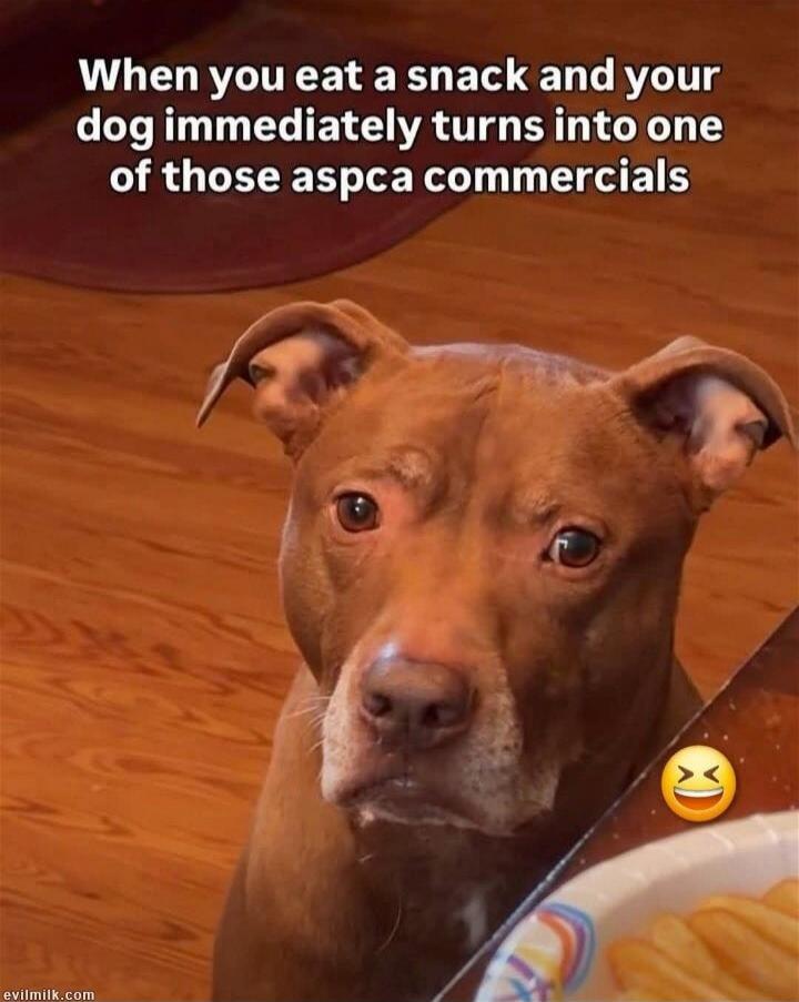 When you eat a snack and your dog immediately turns into one of those aspca commercials