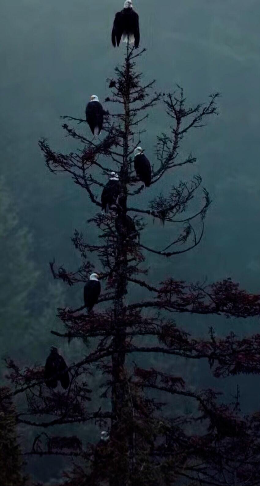 Several large birds perched on a tall, bare tree in a misty mountainous landscape.
