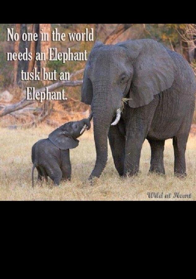 No one in the world needs an Elephant tusk but an Elephant. Wild at Heart