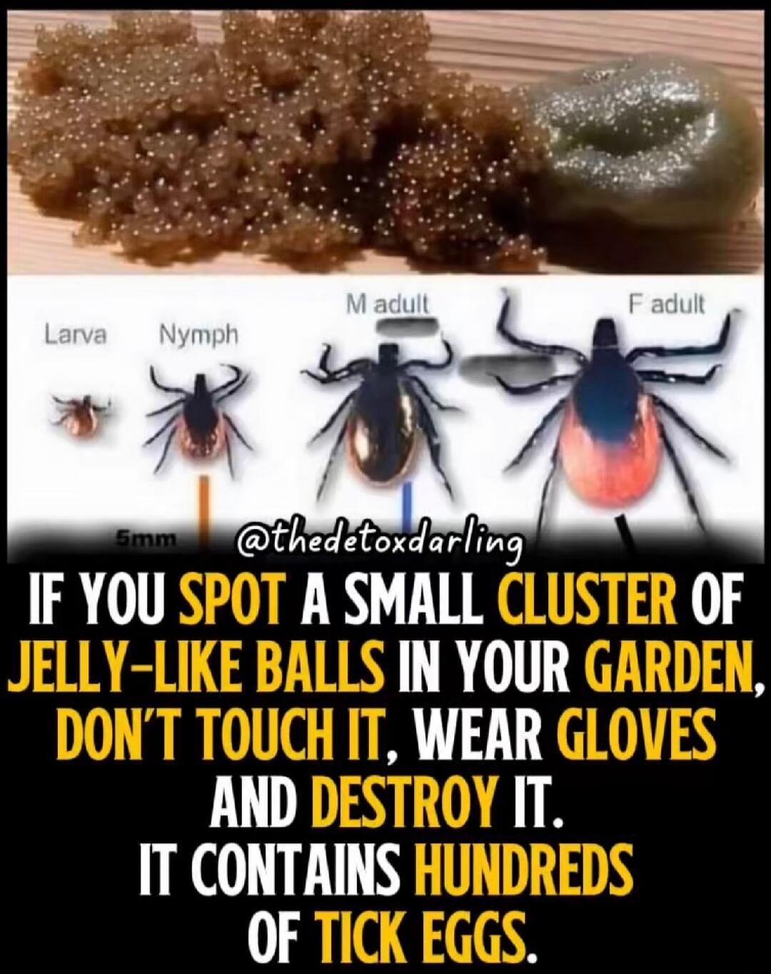 Larva Nymph M adult F adult 5mm @thedetoxdarling IF YOU SPOT A SMALL CLUSTER OF JELLY-LIKE BALLS IN YOUR GARDEN, DON'T TOUCH IT, WEAR GLOVES AND DESTROY IT. IT CONTAINS HUNDREDS OF TICK EGGS.