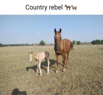 Country rebel 🐎🐐