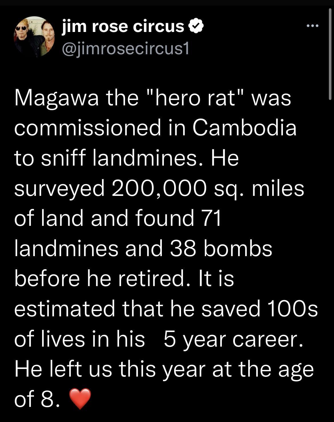 jim rose circus jimrosecircus1 Magawa the hero rat was commissioned in Cambodia to sniff landmines He surveyed 200000 sqg miles of land and found 71 landmines and 38 bombs before he retired It is estimated that he saved 100s of lives in his b5 year career He left us this year at the age of8