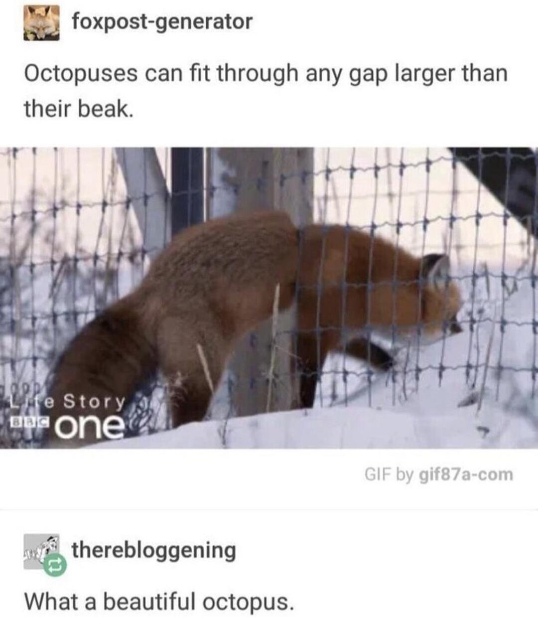 foxpost generator Octopuses can fit through any gap larger than their beak 4 therebloggening What a beautiful octopus