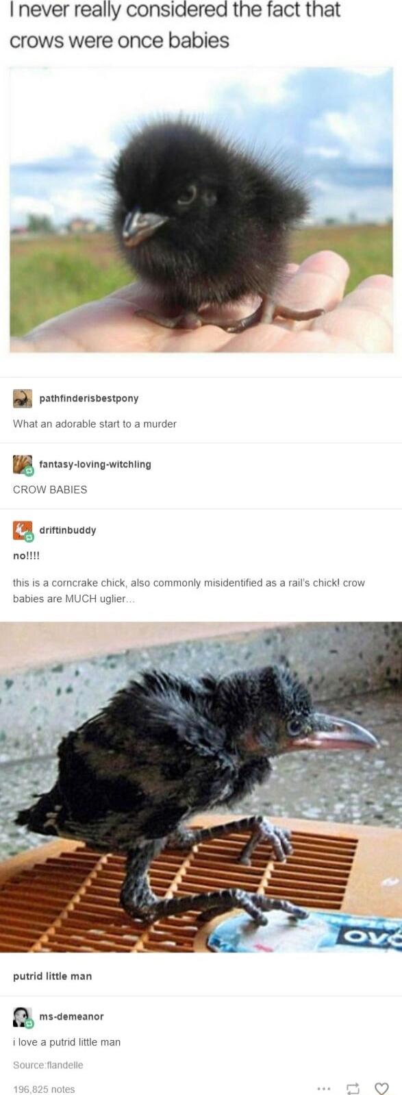 I never really considered the fact that crows were once babies l retrcerssestrony B srissyoving wcning CROW BABIES this is a comcrake chick also commonly misidentifid as a raifs chickl babes are MUCH uglies putrid little man s comesnr