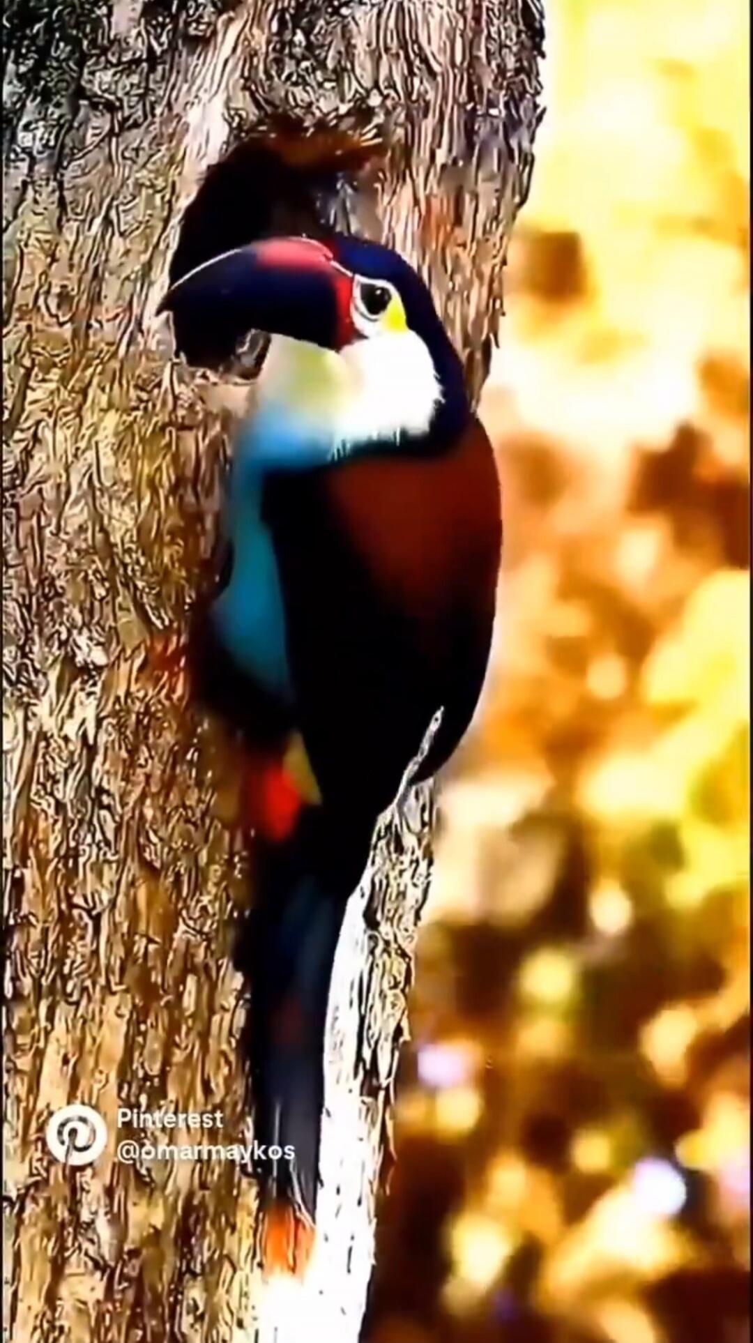 Toucan perched on a tree trunk with a colorful background.