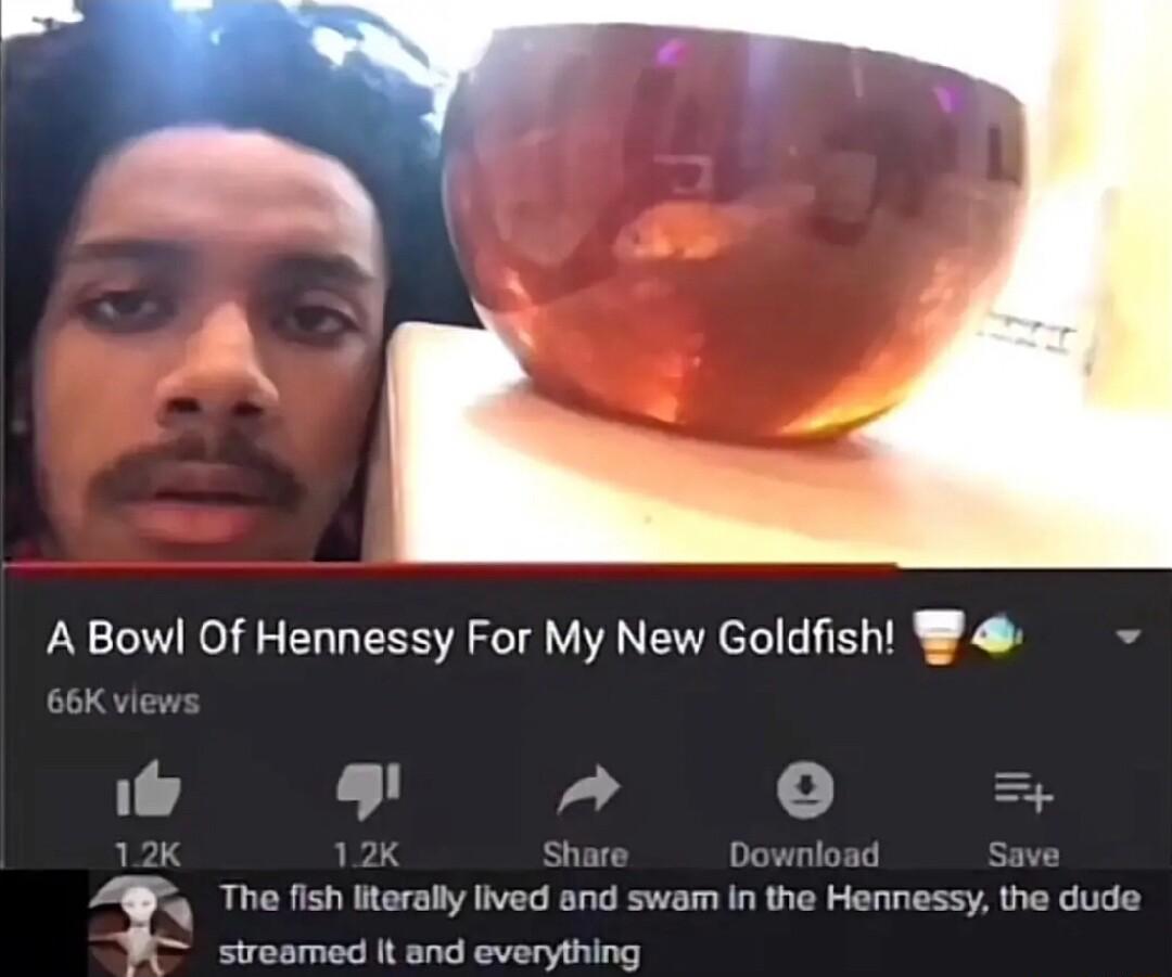 A Bowl Of Hennessy For My New Goldfish 1 L L The fish literally lived and swam in the Hennessy the dude st med It and everything
