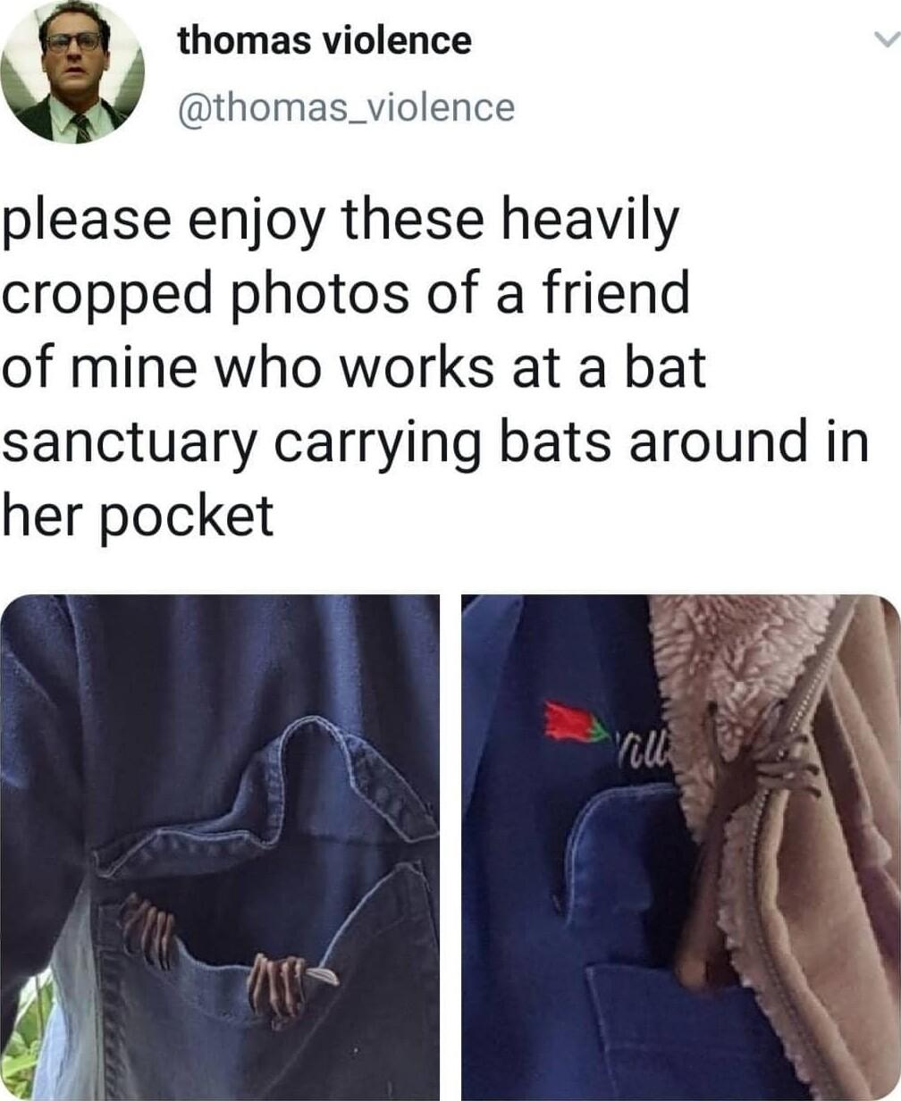 thomas violence thomas_violence please enjoy these heavily cropped photos of a friend of mine who works at a bat sanctuary carrying bats around in her pocket