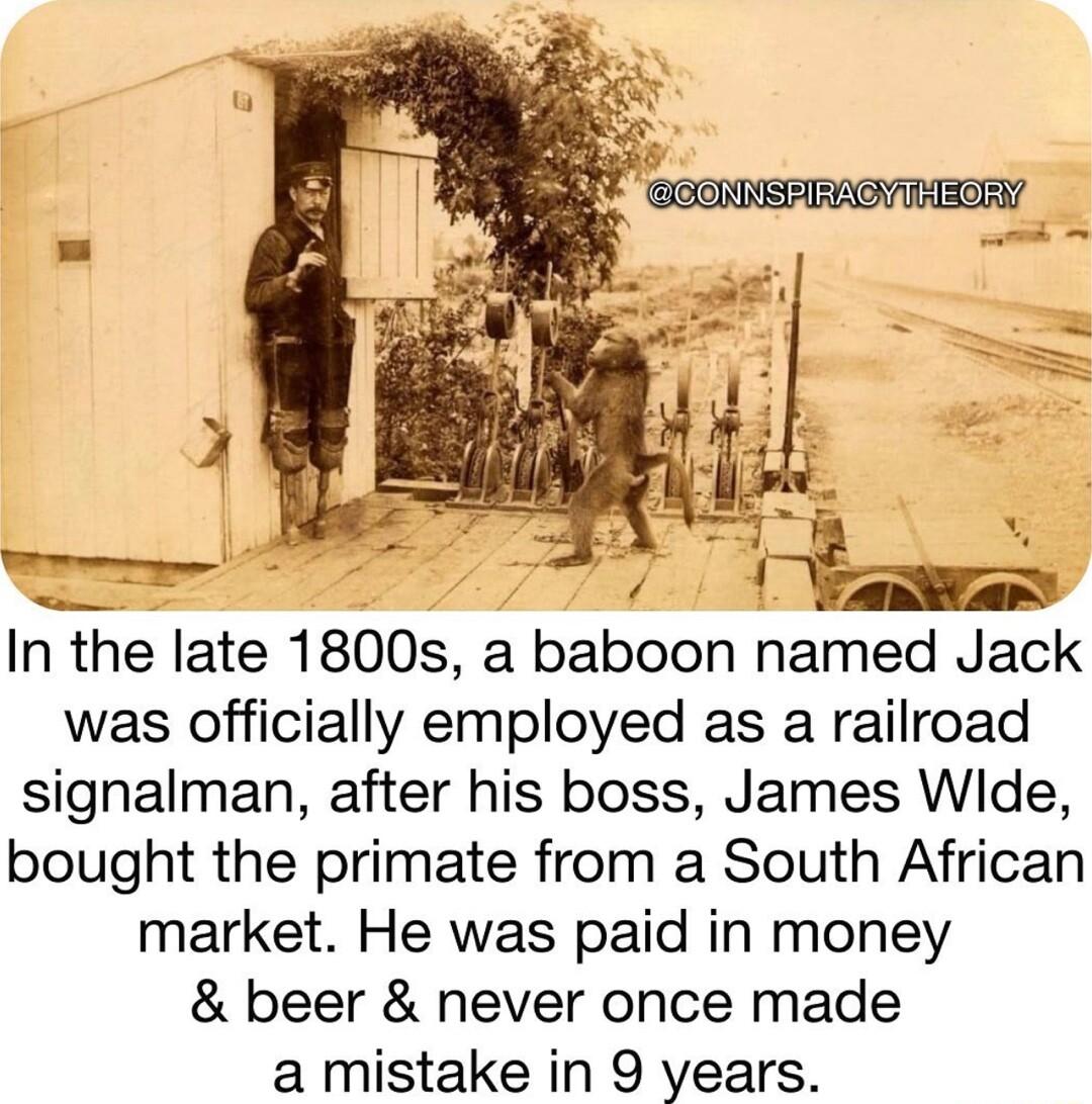 In the late 1800s a baboon named Jack was officially employed as a railroad signalman after his boss James Wide bought the primate from a South African market He was paid in money beer never once made a mistake in 9 years