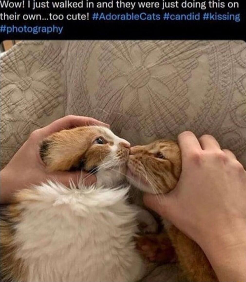 low just walked in and they were just dolns this on henr owntoo cute Ad Cats c 4 r 1otography