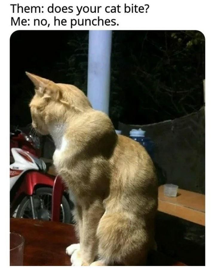 Them does your cat bite Me no he punches