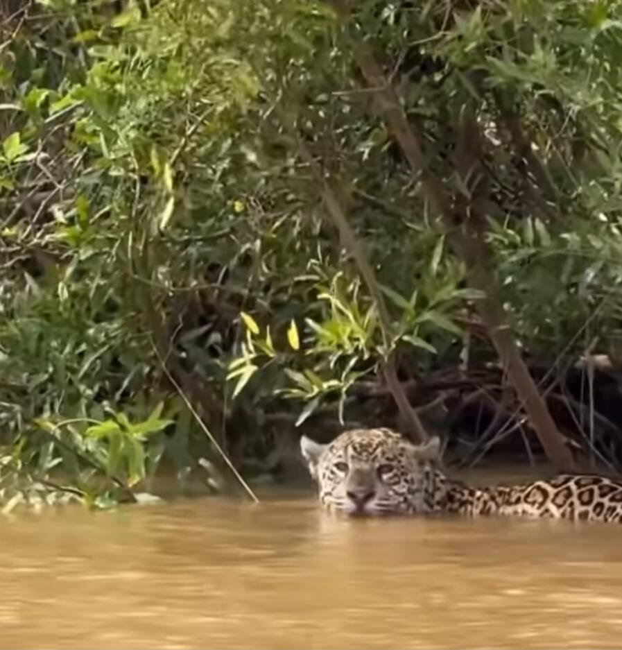 A leopard is partially submerged in water behind some bushes.