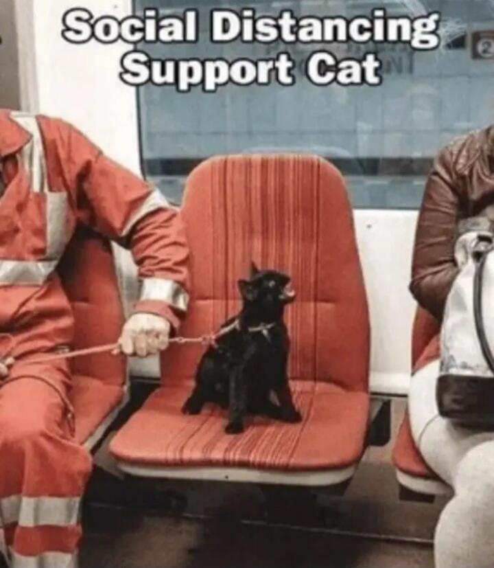 Social Distancing Support Cat