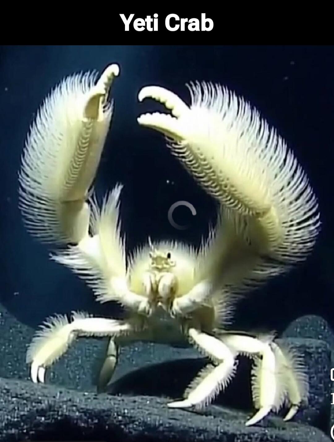 Yeti Crab