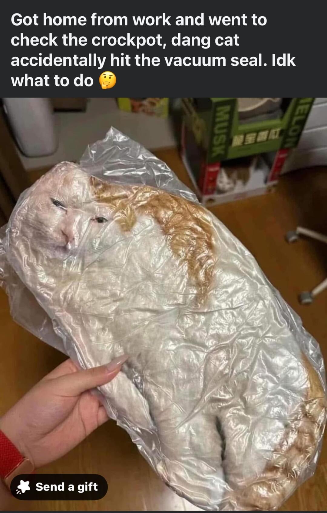 Got home from work and went to check the crockpot dang cat accidentally hit the vacuum seal Idk what to do M send a gift
