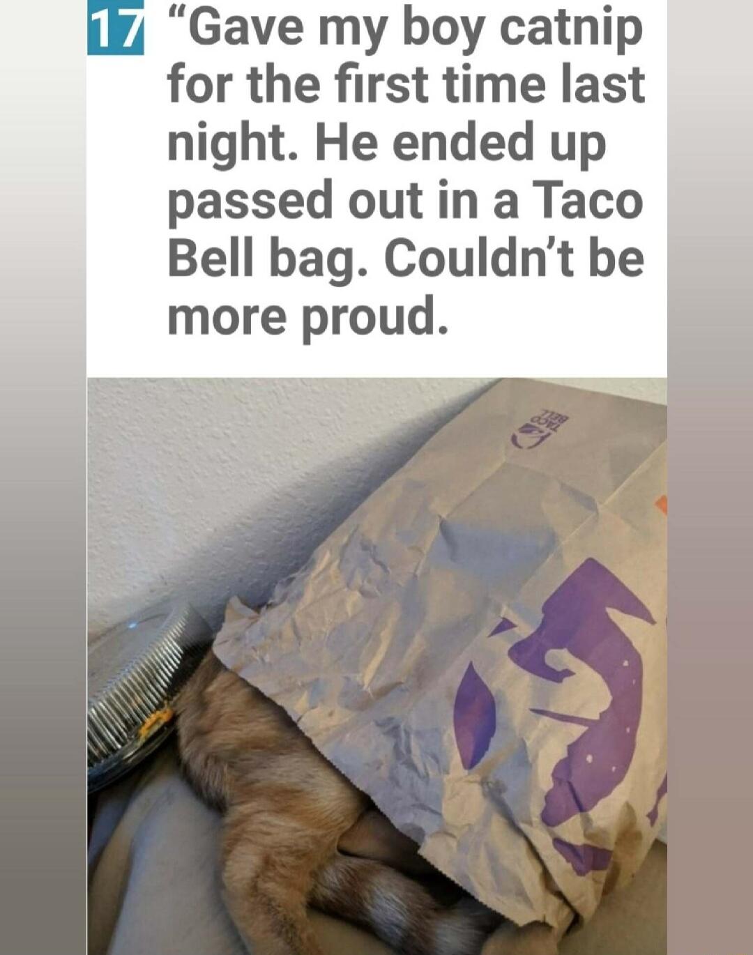 Gave my boy catnip for the first time last night He ended up passed out in a Taco Bell bag Couldnt be more proud