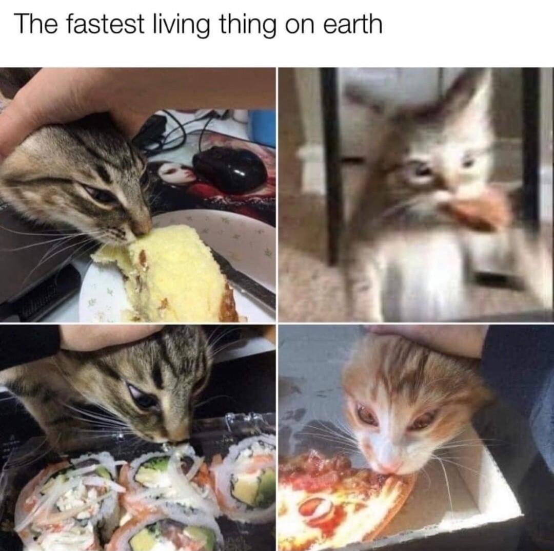 The fastest living thing on earth