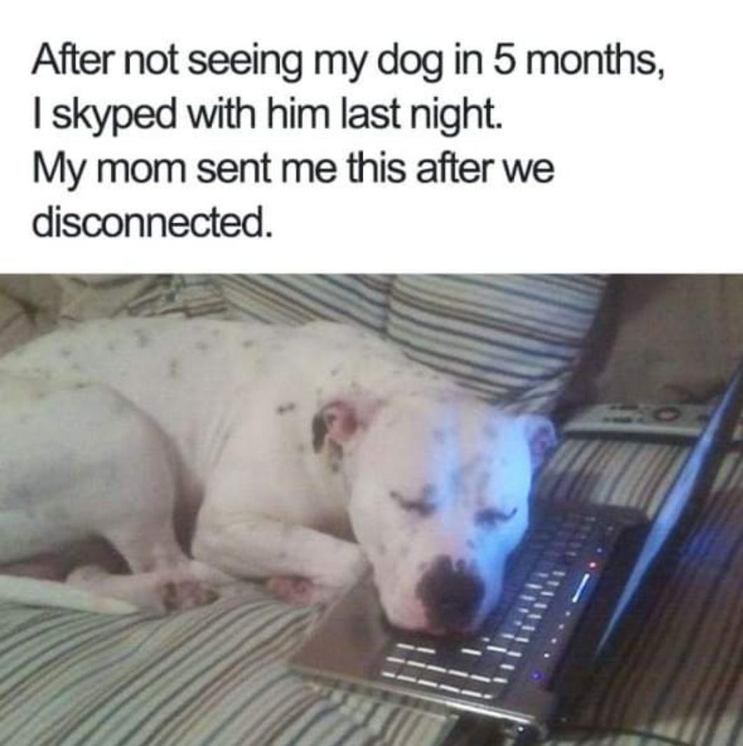 After not seeing my dog in 5 months skyped with him last night My mom sent me this after we disconnected