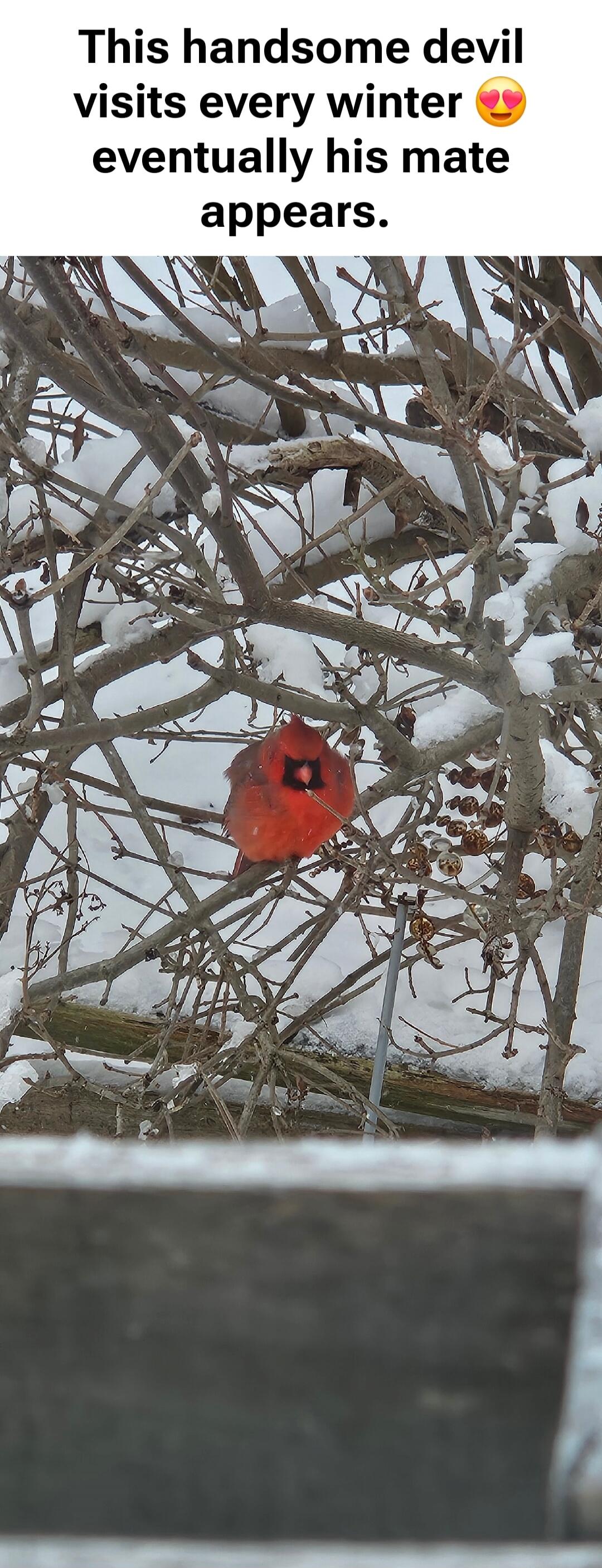 This handsome devil visits every winter 😍 eventually his mate appears.