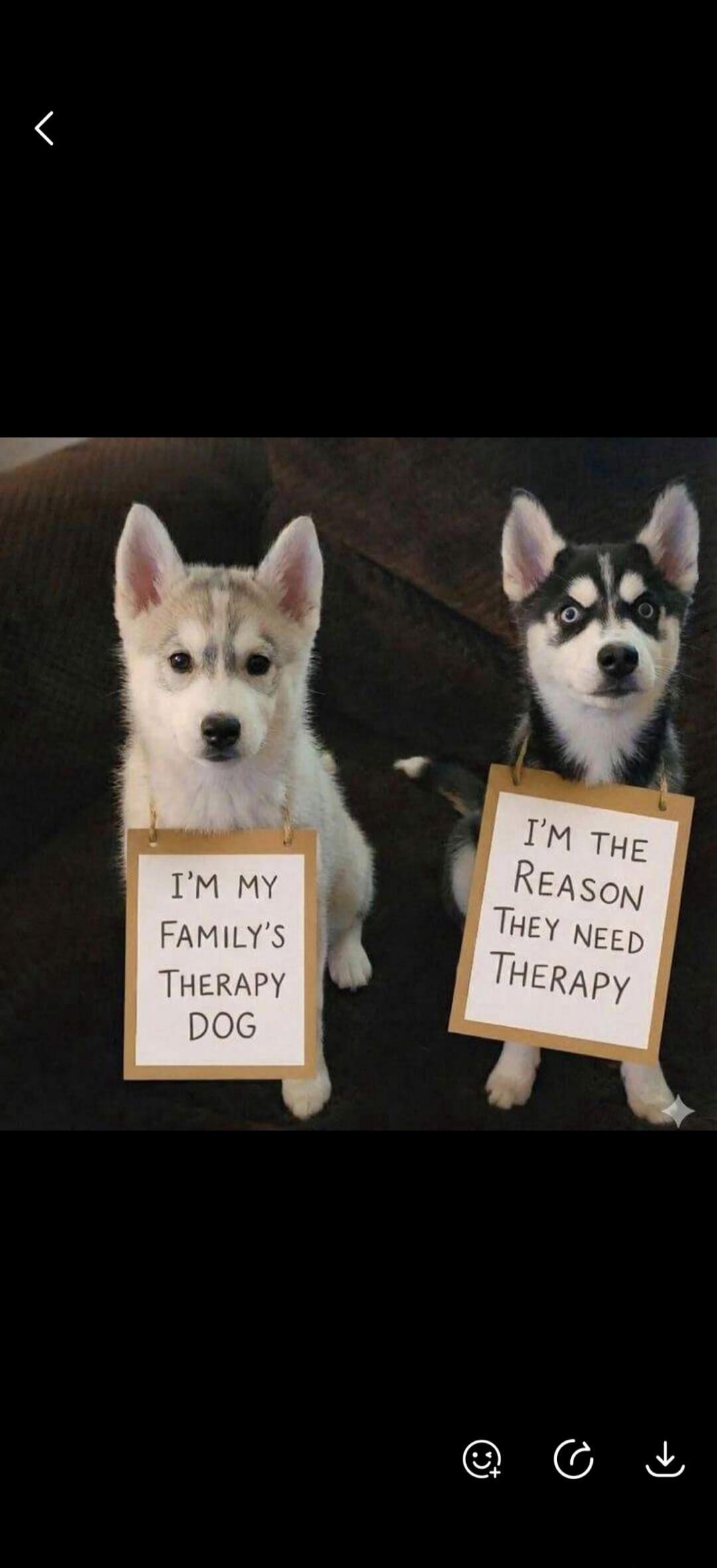 I'm my family's therapy dog. I'm the reason they need therapy.