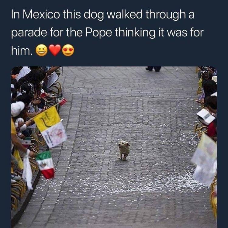 In Mexico this dog walked through a oFre ChiolialY 2leTol Rialla ale Nia V h o him Y
