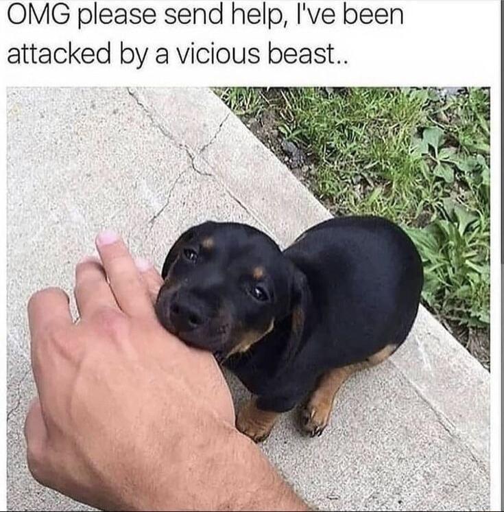 OMG please send help Ive been attacked by a vicious beast