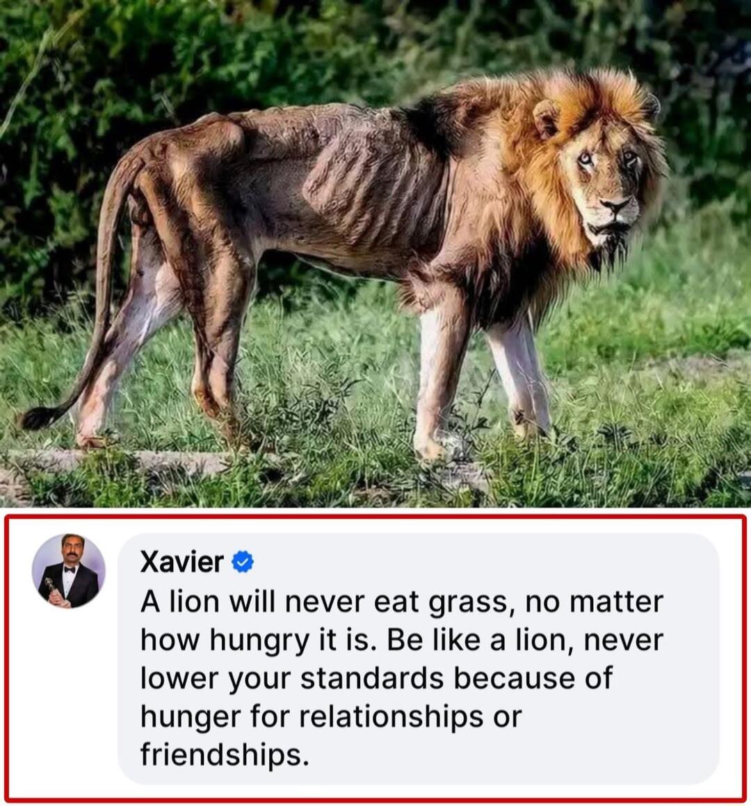 A lion will never eat grass no matter how hungry it is Be like a lion never lower your standards because of hunger for relationships or friendships