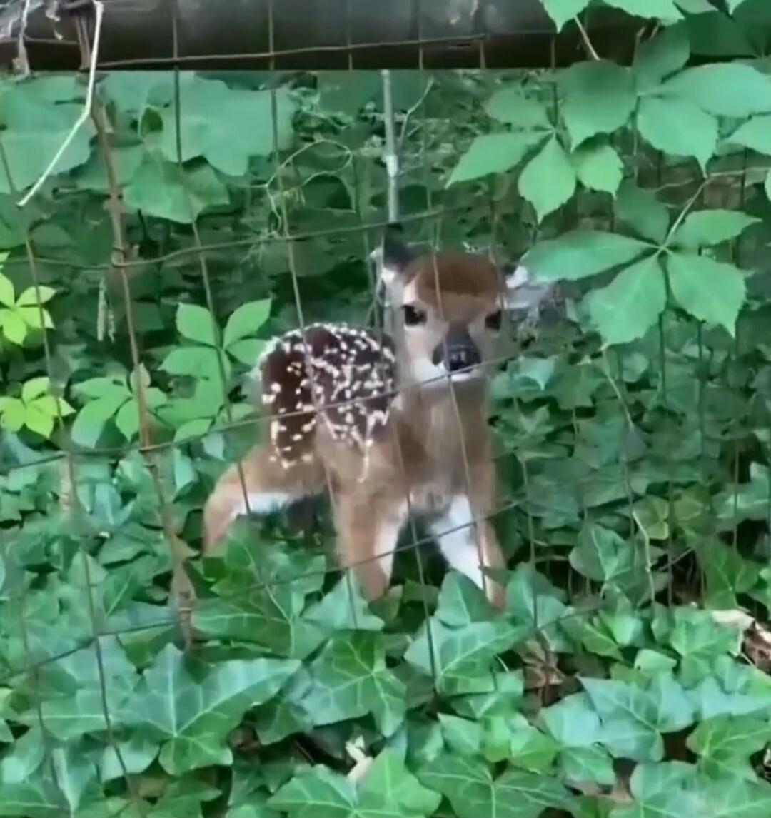 A small brown and white puppy behind a wire fence, surrounded by green leaves.