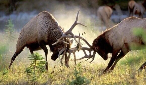Two elk with locked antlers fighting in a grassy field.
