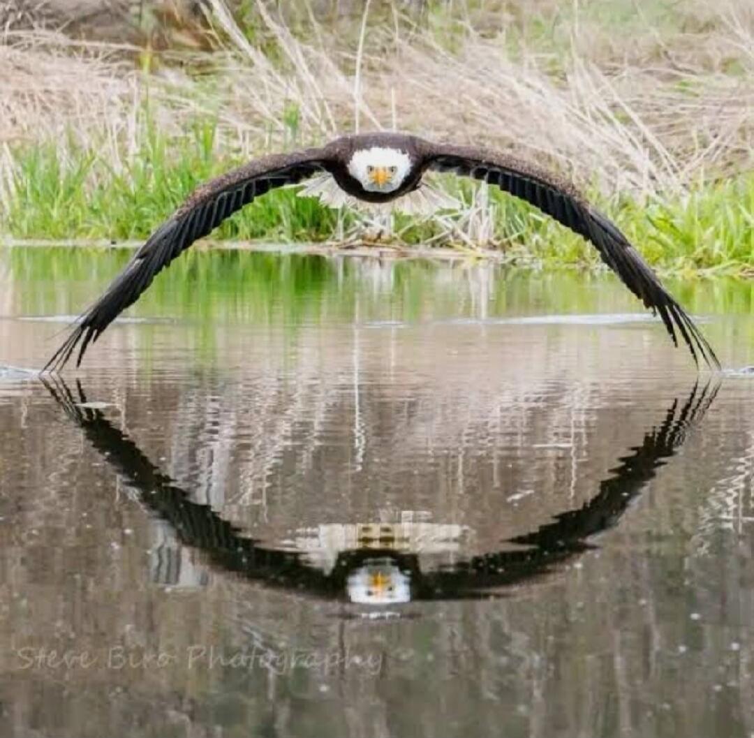 Steve Biro Photography