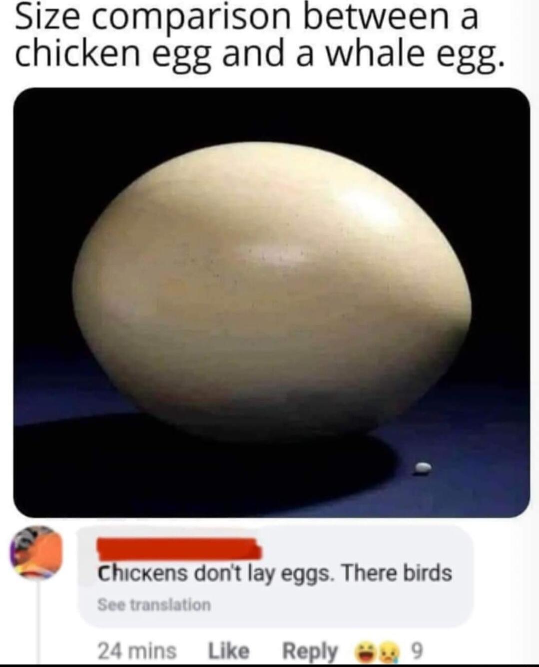 Size comparison between a chicken egg and a whale egg g Chickens dont lay eggs There birds