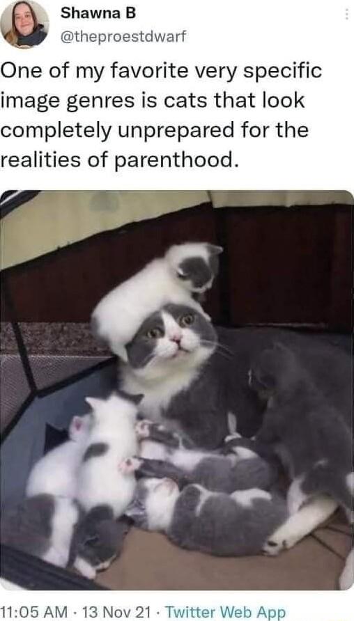 Shawna B theproe One of my favorite very specific image genres is cats that look completely unprepared for the realities of parenthood