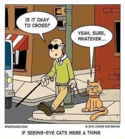 IS IT OKAY TO CROSS YEAH SURE WHATEVER 200 Lowee paSTERING IF SEEING EYE CATS WERE A THING