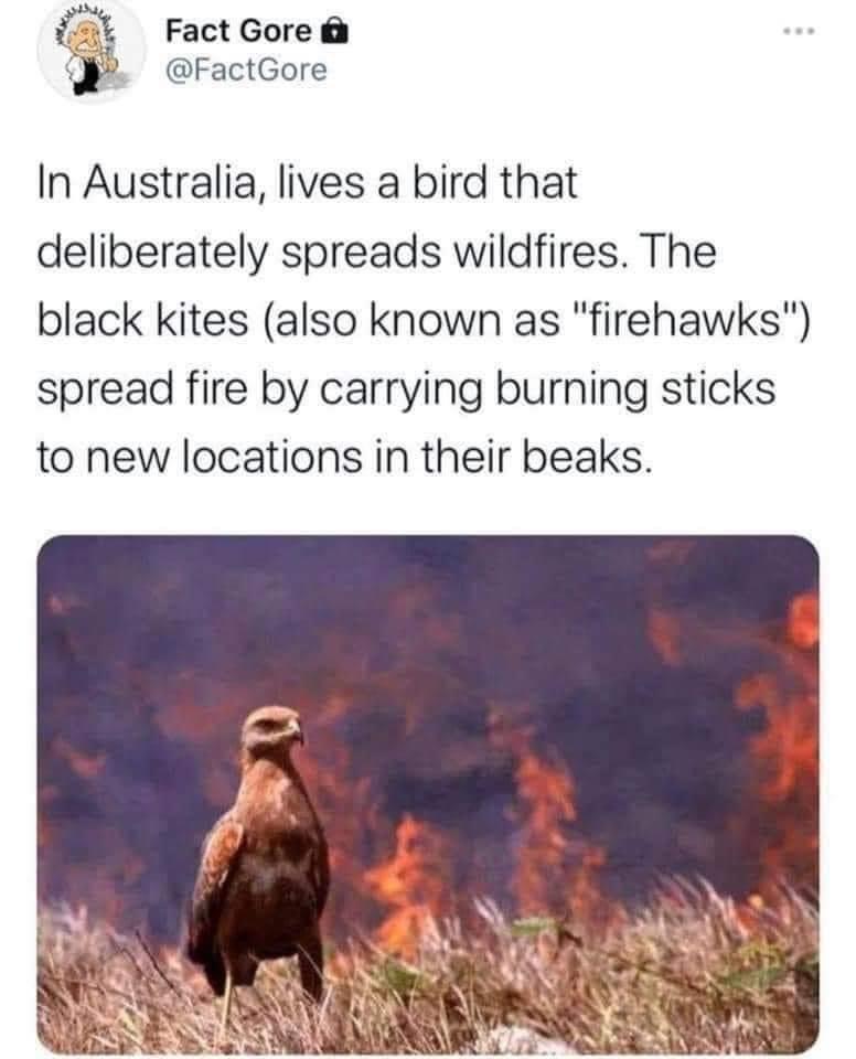 Fact Gore FactGore i In Australia lives a bird that deliberately spreads wildfires The black kites also known as firehawks spread fire by carrying burning sticks to new locations in their beaks