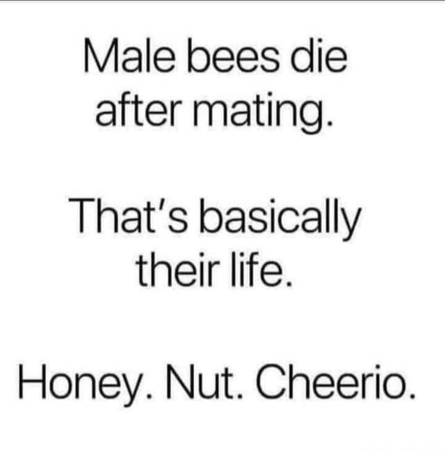 Male bees die after mating. That's basically their life. Honey. Nut. Cheerio.
