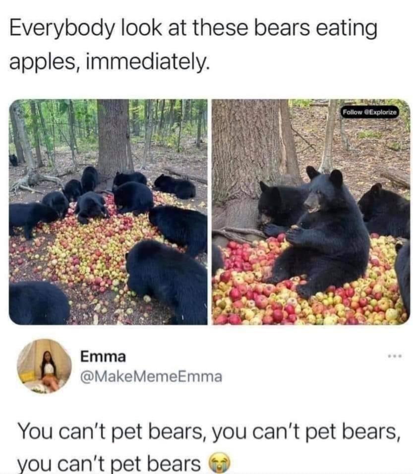 Everybody look at these bears eating apples immediately Emma v MakeMemeEmma You cant pet bears you cant pet bears yvou cant pet bears