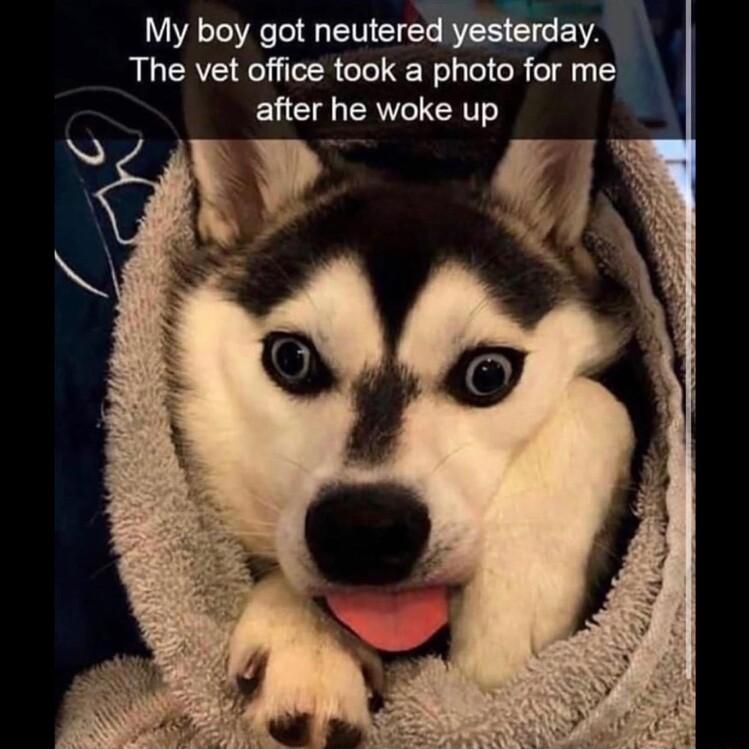 My boy got neutered yesterday The vet office took a photo for me EUCT AV ICRTT
