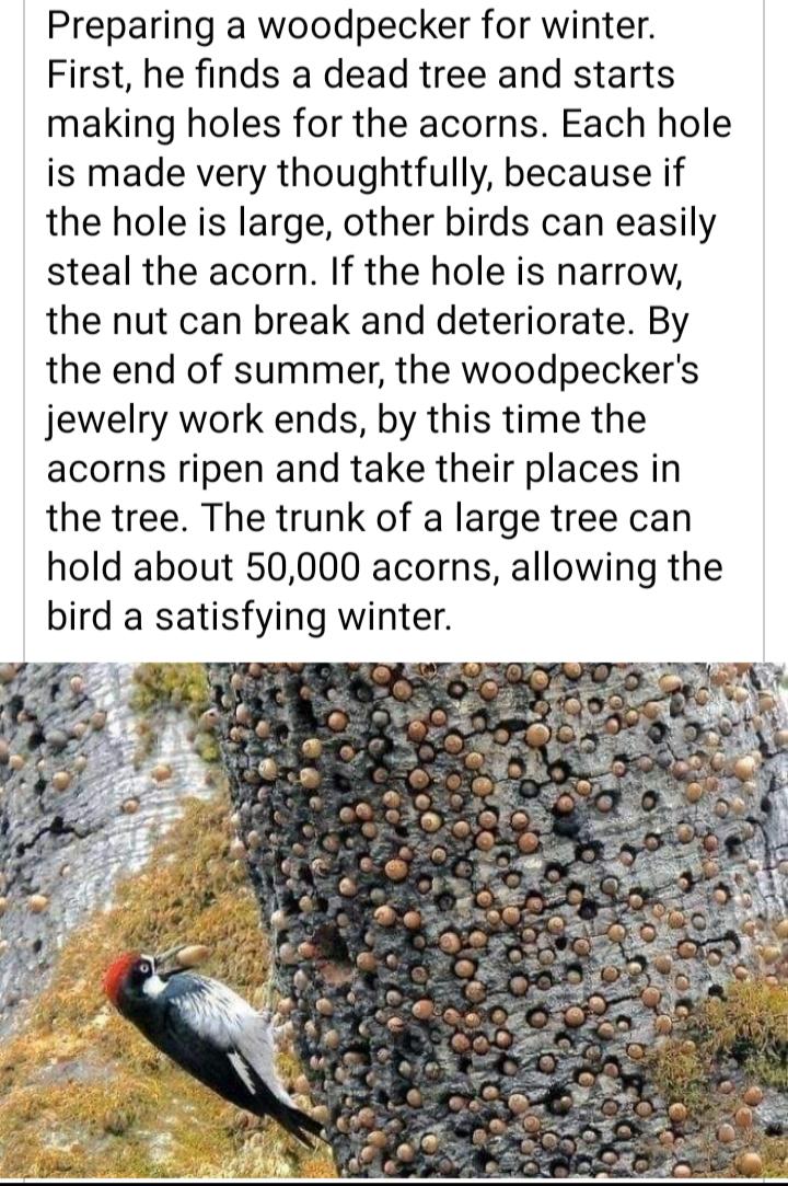 Preparing a woodpecker for winter First he finds a dead tree and starts making holes for the acorns Each hole is made very thoughtfully because if the hole is large other birds can easily steal the acorn If the hole is narrow the nut can break and deteriorate By the end of summer the woodpeckers jewelry work ends by this time the acorns ripen and take their places in the tree The trunk of a large 